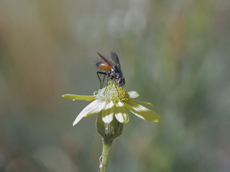 Tachinidae - Cylindromyia sp.